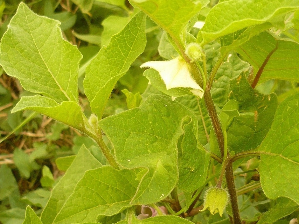 Physalis alkekengi var. alkekengi (Solanaceae)